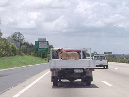 Hund auf Pick-Up!