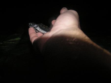 nachtschnorchel mit babyturtle...