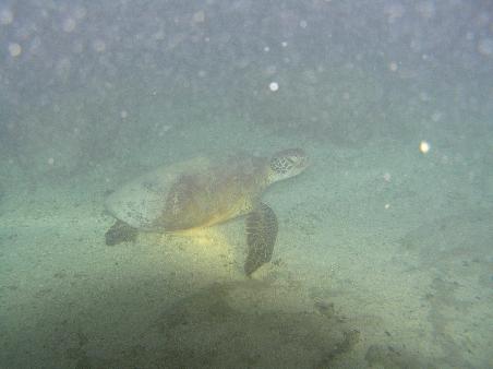 die mamaturtle wird beim schlaf gestoert!