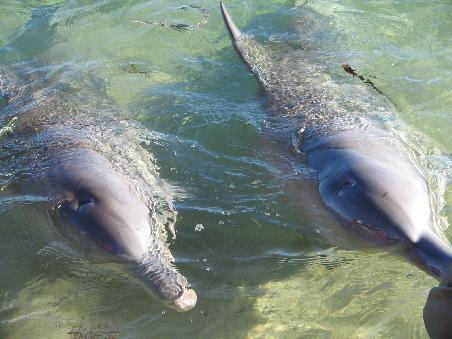Monkey Mia!Flippers!
