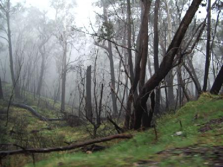 Blair Witch Project!
Irgendwo in den Waeldern hinter Sydney!