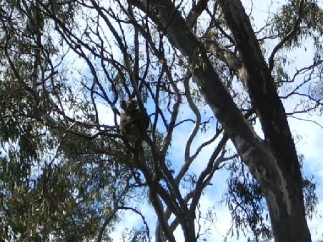 Erste Begegnung mit nem Koala und was macht der natuerlich?
Das was ein Koala 20 Stunden am TAg macht:Schlafen!