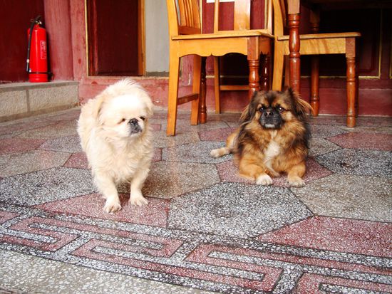 Hier noch Mamas schoene Hunde. Der Weisse sah aus, wie ein zerknuellter Teddybaer. Neben tagelangem herumgerammle hinterliessen sie gerne mal ihre Visitenkarte vor der Zimmertuere...