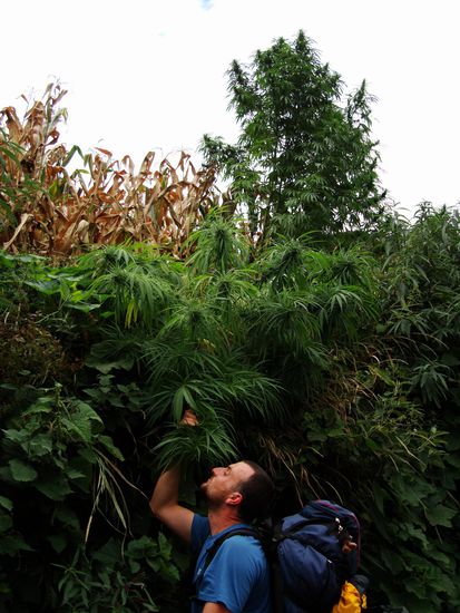 Marco schnuppert an einem chinesischen Gruentee...