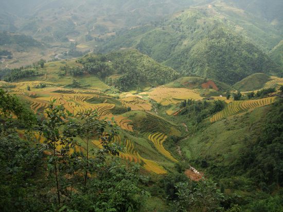 Reisterrassen in Sapa