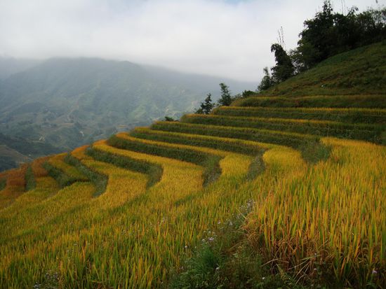 mmmhhhh, lecker Reisli 