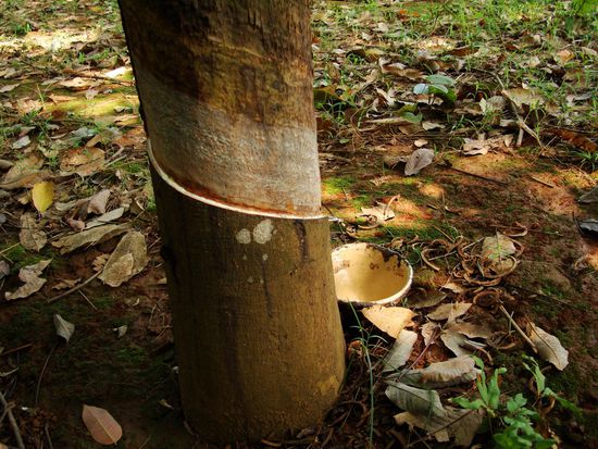 Kautschuk-Produktion