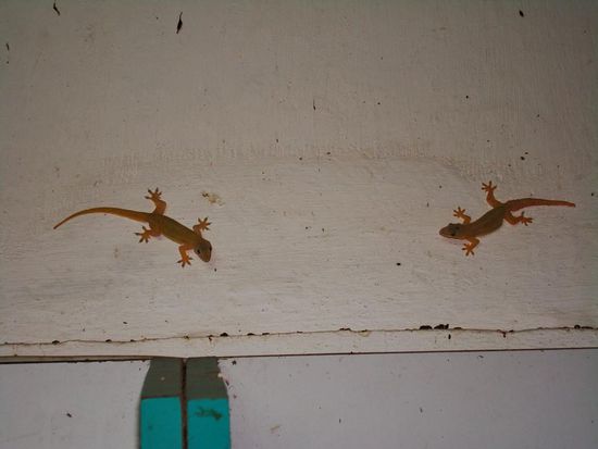 Unsere staendigen Begleiter, die Geckos