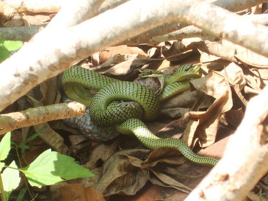 Bu si dockai, 
wenn ihr das genau so lest habt ihr gerade "Schlange isst Echse" in Khmer gesagt 