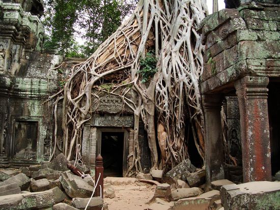 Dieser Baum kennt man aus Tomb Raider (kein wunder kann man ausserhalb des Tempels auch die Tomb Raider DVD kaufen , very cheapi cheapi !