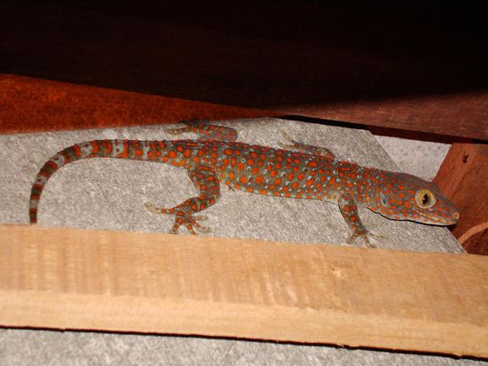 unser Haus-dockai, wenn man genau hinschaut, sieht man dass es ihm bei uns gefaellt. Er lacht sogar extra fuers Foto...