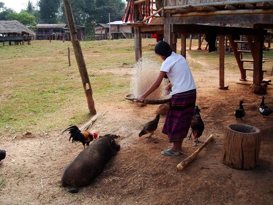 Eine Laotin beim Reis reinigen und die Tiere warten schon gierig darauf, dass etwas runterfaellt !