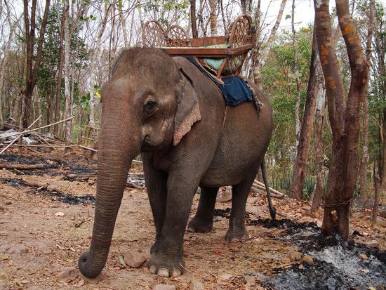 Am Ende der Tour, trafen wir noch diesen laotische Dickhaeuter!
