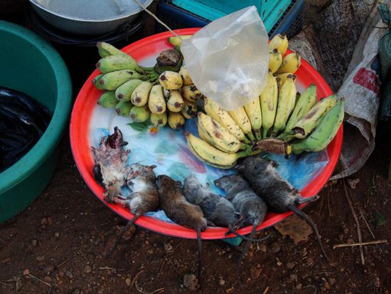 Sieht doch lecker aus!