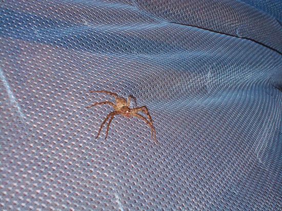 Diese Fiecher muessten wirklich nicht sein...!