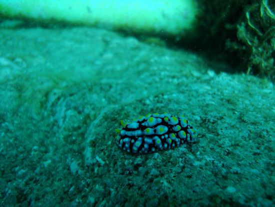 Warzenschnecke....speziell fuer dich, Adi!