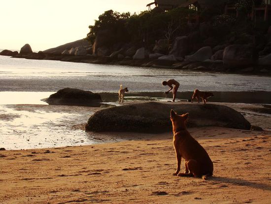 Dane beim Geschirr machen. Begleitet von der Doggy-Gang.
