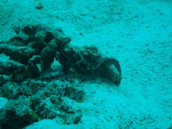 Wo ist das Seepferdchen!