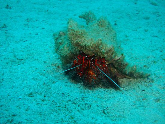 Lustiger Einsiedlerkrebs