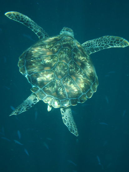 Neuigierige Schildkroete