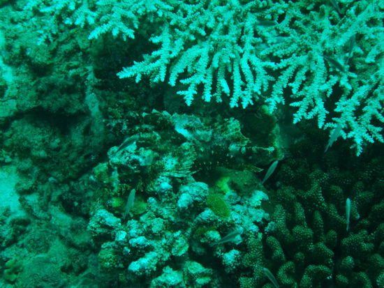 Ein kleiner Tarnungskuenstler