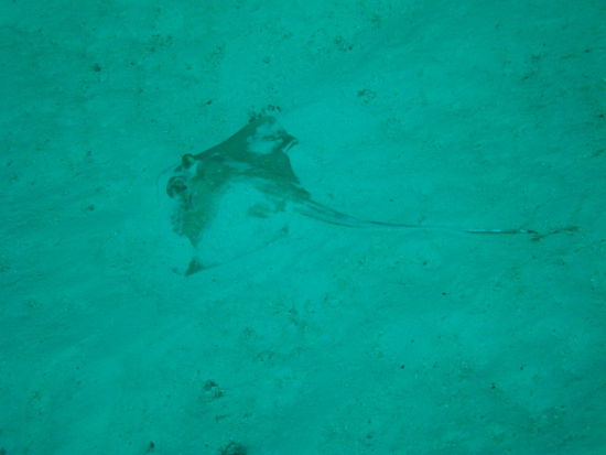 Da hat sich aber jemand nicht gut versteckt