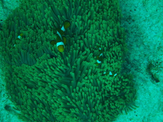 Familie Nemo haben wir auch getroffen.