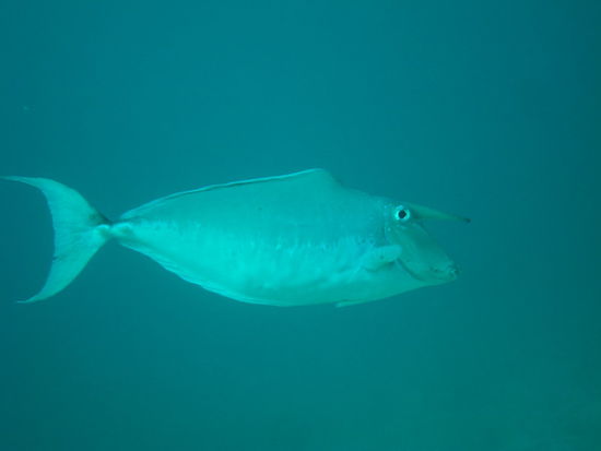 Mr. Einhornfischli...