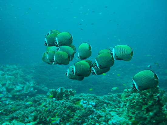 Fischliiiiiiiiiiiiii