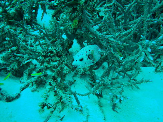 Die sind soooo haerzig!