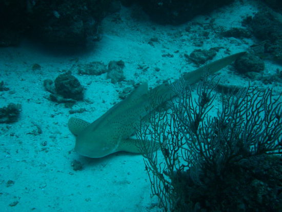 Der war sooooo geil! Schwamm sogar nahe an uns vorbei! Marco sah ihn fast nicht, weil er seine Clownfischli fotographierte