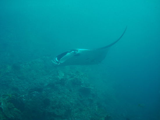 Tauchen mit den Mantas, absolut genial!!!!