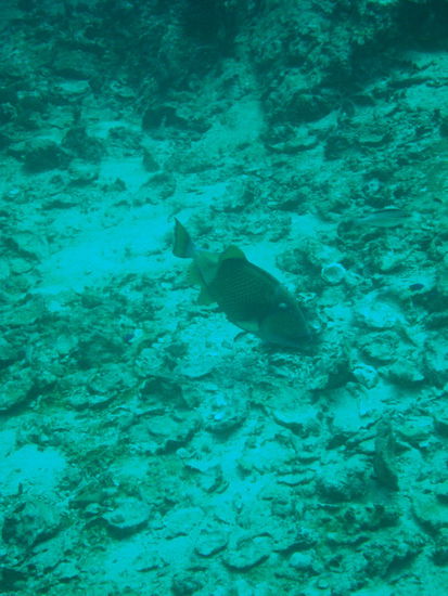 Diesmal biss er Marco nicht in die Wade...wir blieben auch auf Abstand 