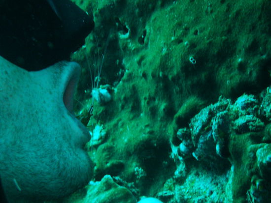 Marco bei der Dentalhygiene