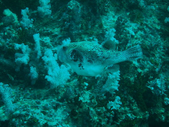 Da ist aber jemand Hochschwanger