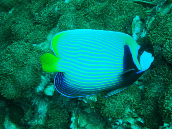 Danes Lieblinge, neben den Mantas 