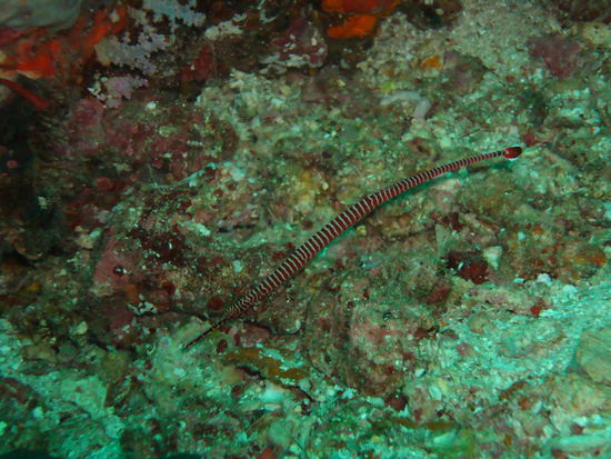 Pipefish
