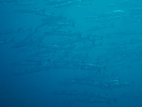 Barracudas auf Futtersuche