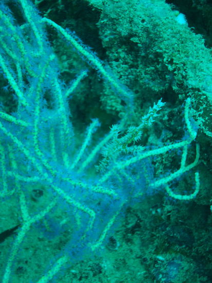 Kaum zu finden, wo ist das Ghost-Pipe- Fischli?