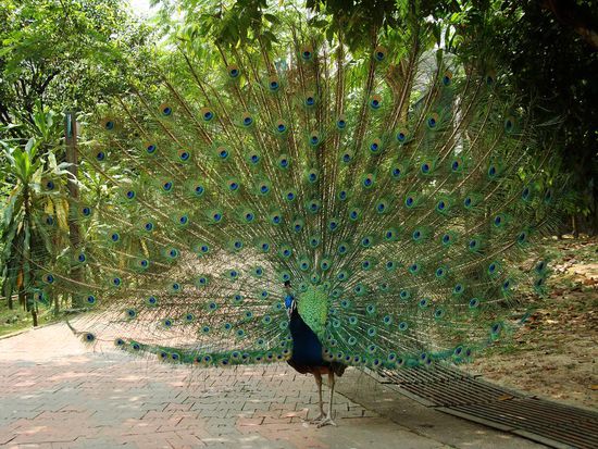 Ueberall schwirren Pfaue herum.