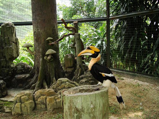 Hornbill- Bird, der hat uns besonders fasziniert.