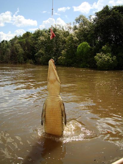 Eindruecklich wie weit sie sich aus dem Wasser stossen koennen.