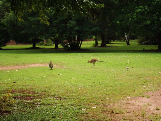 Unsere ersten Kaengus