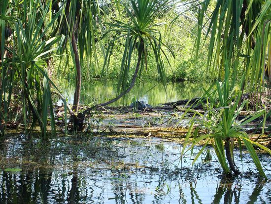 wo ist das Saltie???