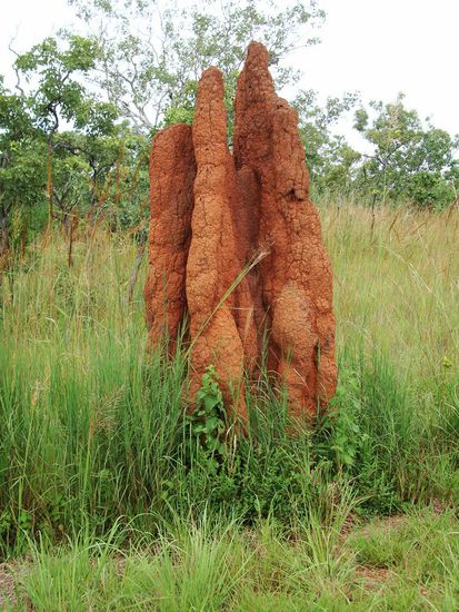 Einer der vielen Termitenhuegel auf dem Weg nach Katherine