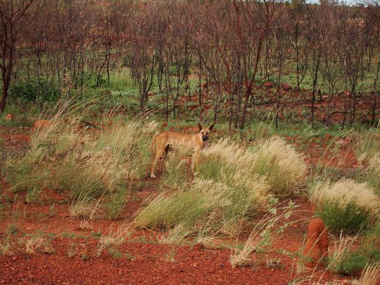 ein Dingo hat uns auch noch gesehen