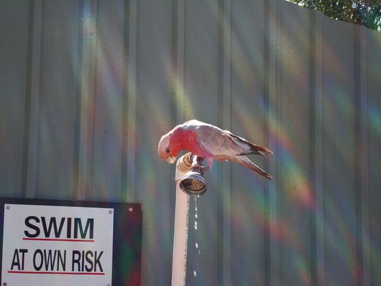 Nicht nur wir waren durstig