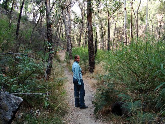 Dane auf der Vogelpirsch