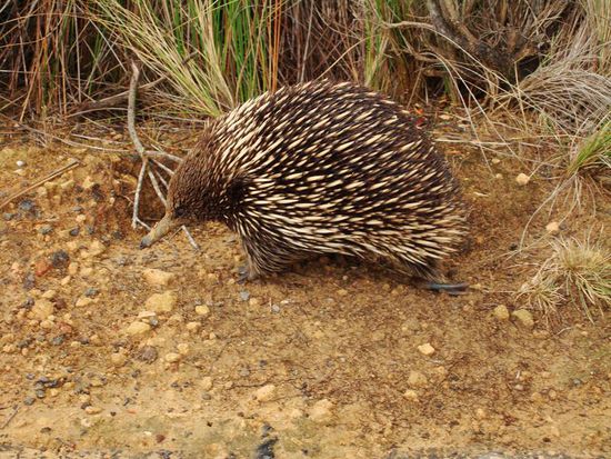 Ein Echidna kreuzte frech unseren Weg. Ein lustiger Einwohner von Australien .
