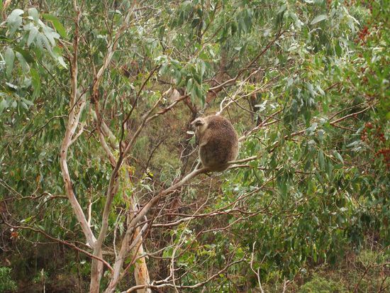 Dem Koala scheint der Regen nichts auszumachen. Vielleicht sollten wir auch ein bisschen Eukalyptusblaetter kauen!